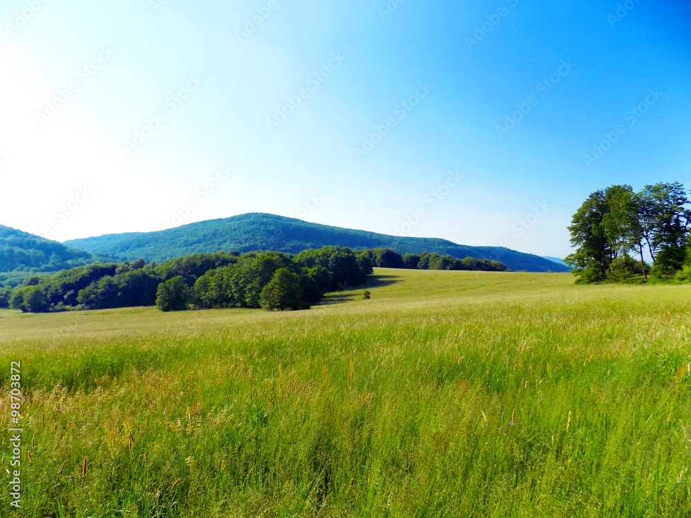 Meadow, forest and sky