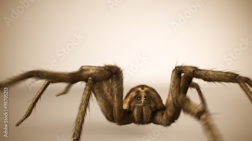 Big scary venomous spider silhouette crawling across a bright surface.