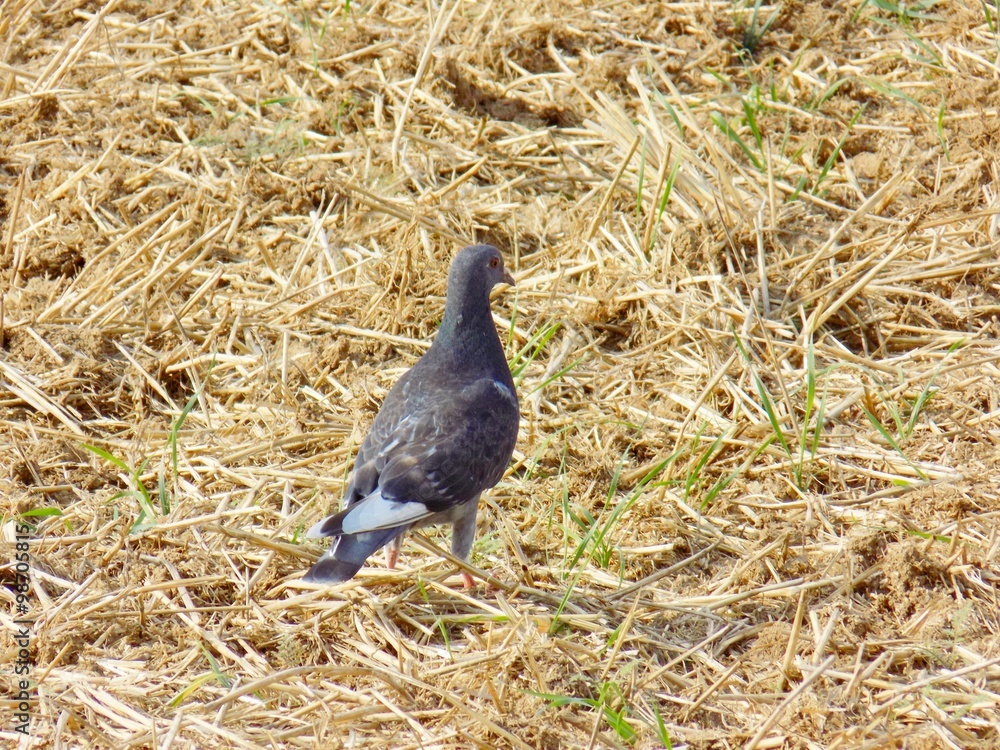 Obraz premium Pigeon on field