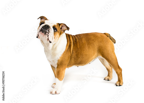 English Bulldog on a white background

 photo