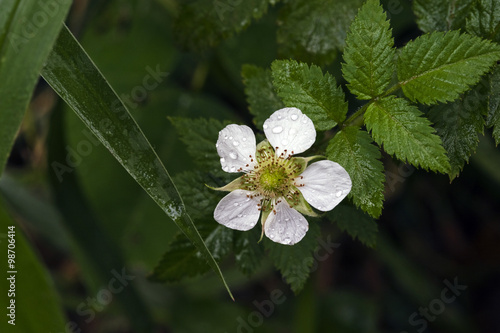 Flower of the roseleaf bramble with dew drops photo