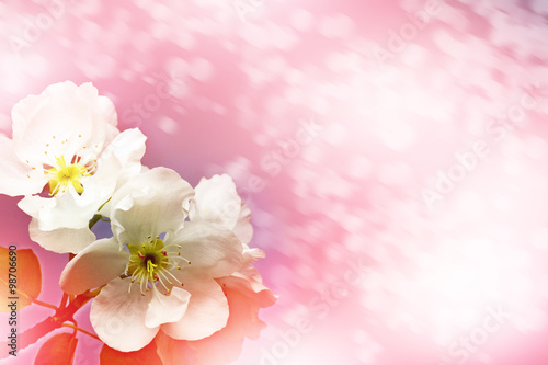 Fototapeta Naklejka Na Ścianę i Meble -  spring landscape. Flowering Pear