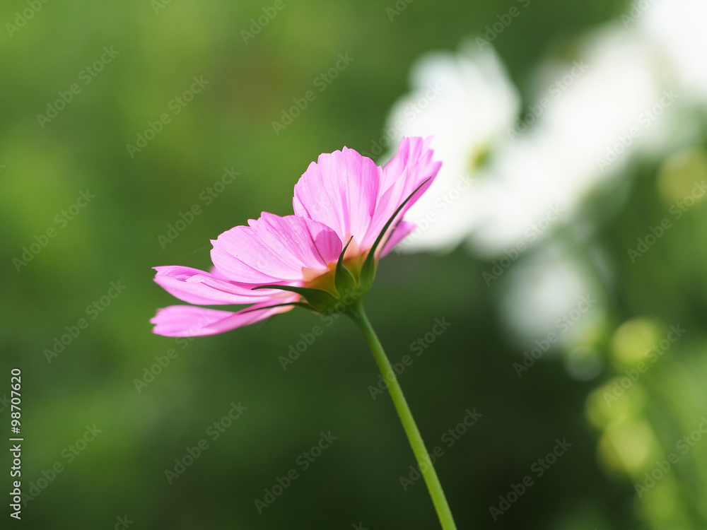 Beautiful Cosmos Flowers in the garden, Thailand Beautiful Cosmos Flowers in the garden, Thailand