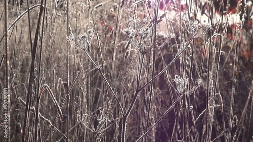 Wallpaper Mural Morning sun shining through frosty dry grass stalks in autumn Torontodigital.ca
