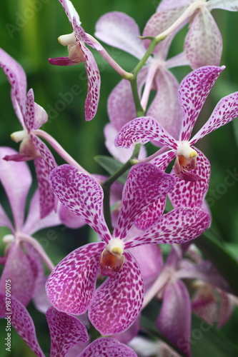 Aranda Christine Orchid