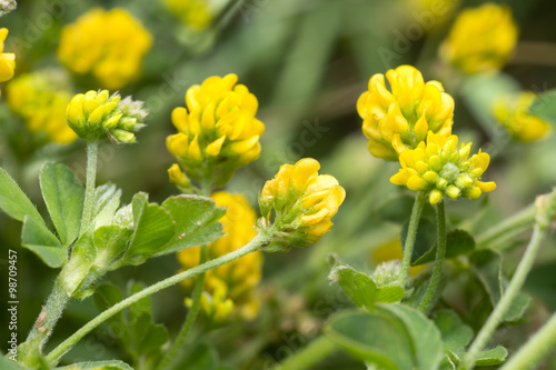 Blooming black medic, Medicago lupulina