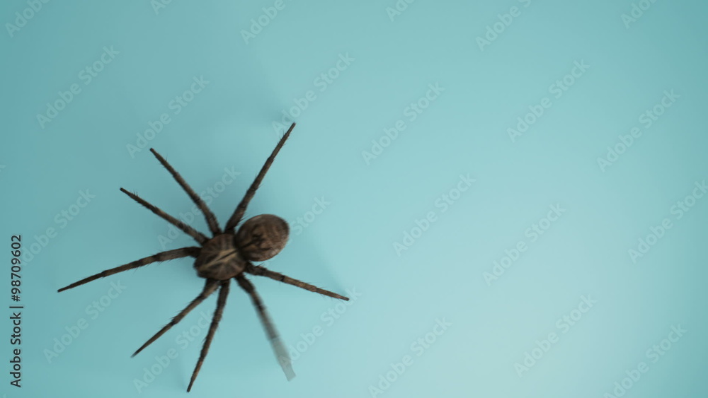 Big scary venomous spider silhouette crawling across a bright surface.