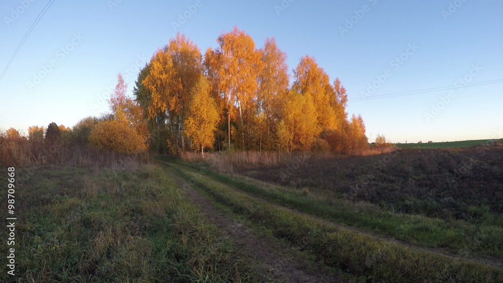 Landscape with yellowing birch trees grove in rural fields in the autumn, sunset, time lapse 4K Landscape with yellowing birch trees grove in rural fields in the autumn, sunset, time lapse 4K