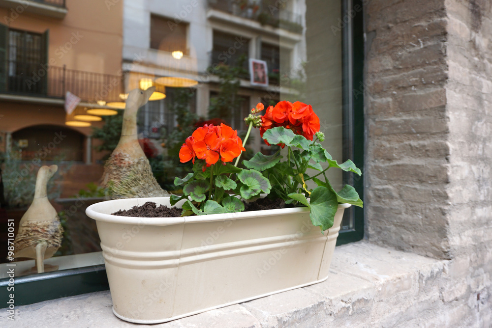 red Begonia on white metal pot red Begonia on white metal pot