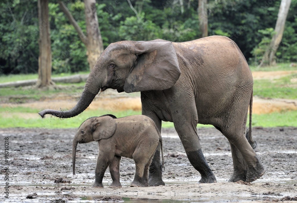 Obraz premium The elephant calf with elephant cow The African Forest Elephant, Loxodonta africana cyclotis. At the Dzanga saline (a forest clearing) Central African Republic, Dzanga Sangha