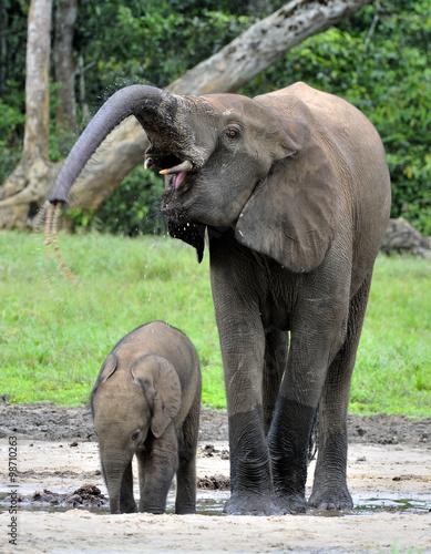 The elephant calf  with  elephant cow The African Forest Elephant  Loxodonta africana cyclotis. At the Dzanga saline  a forest clearing  Central African Republic  Dzanga Sangha