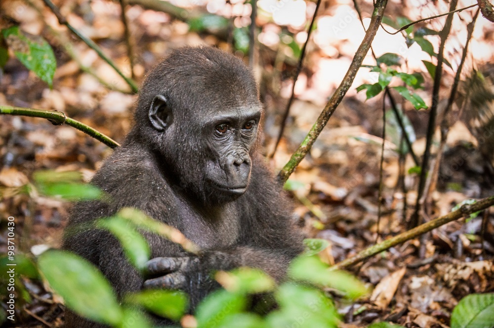 Obraz premium Lowland gorilla in jungle Congo. Portrait of a western lowland gorilla (Gorilla gorilla gorilla) close up at a short distance. Young gorilla in a native habitat.