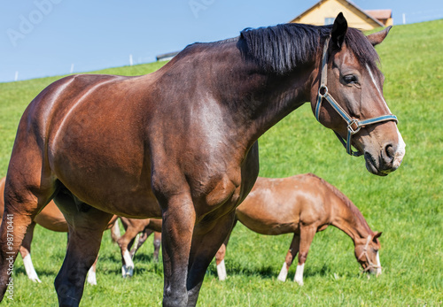 Fototapeta Naklejka Na Ścianę i Meble -  Swiss Warmblood stallion
