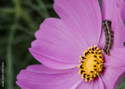 Vintage worm caterpillar on pink flower photo