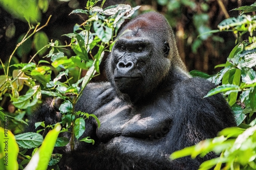 Fotografie, Obraz Portrait of a western lowland gorilla (Gorilla gorilla gorilla) close up at a short distance