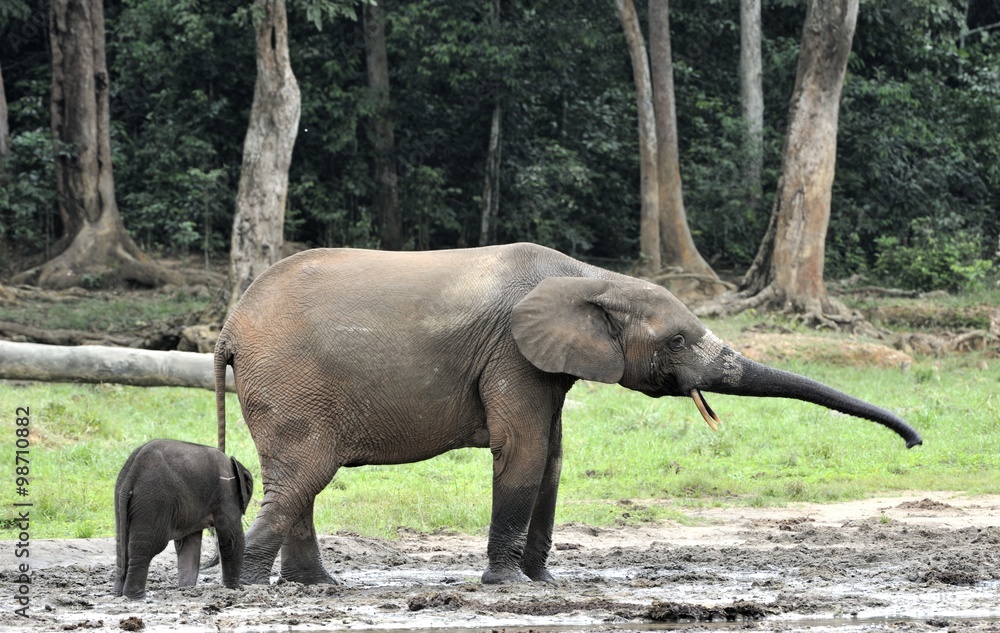 Fototapeta premium The elephant calf with elephant cow The African Forest Elephant, Loxodonta africana cyclotis. At the Dzanga saline (a forest clearing) Central African Republic, Dzanga Sangha