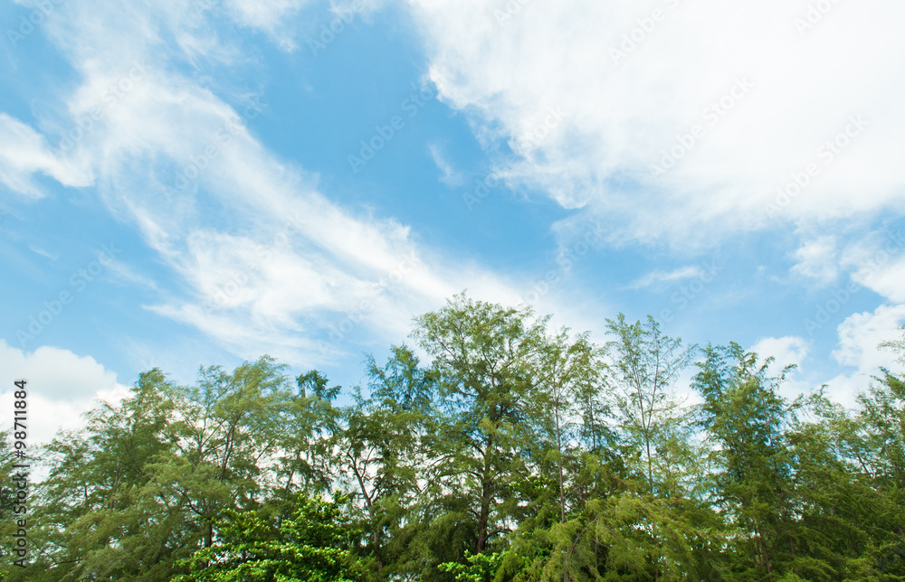 Beautiful trees on sky background Beautiful trees on sky background