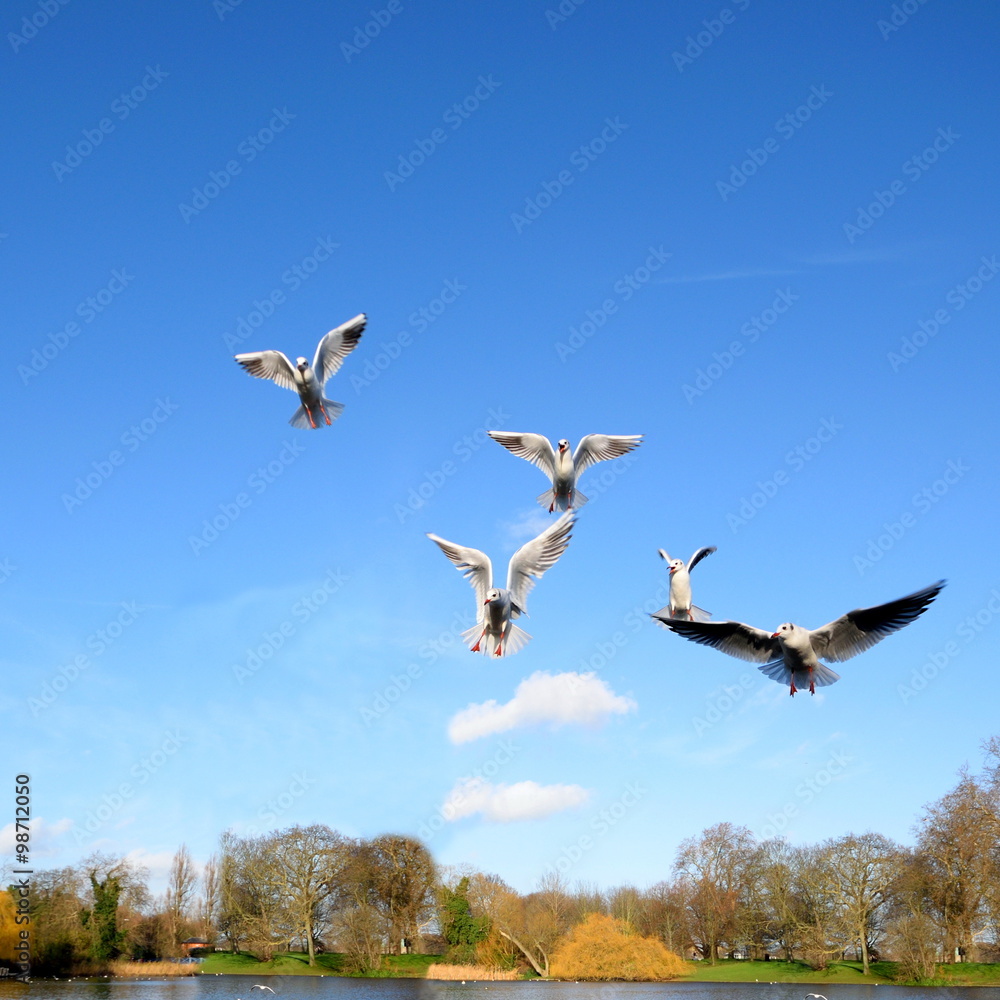 Obraz premium Gulls in flight against blue sky