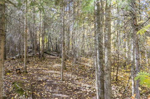 Leaves fallen on the ground from trees during fall. photo