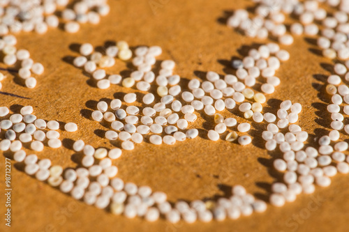 Butterfly eggs silkworm eggs