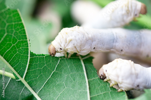 Close up Silkworm eating mulberry green leaf photo