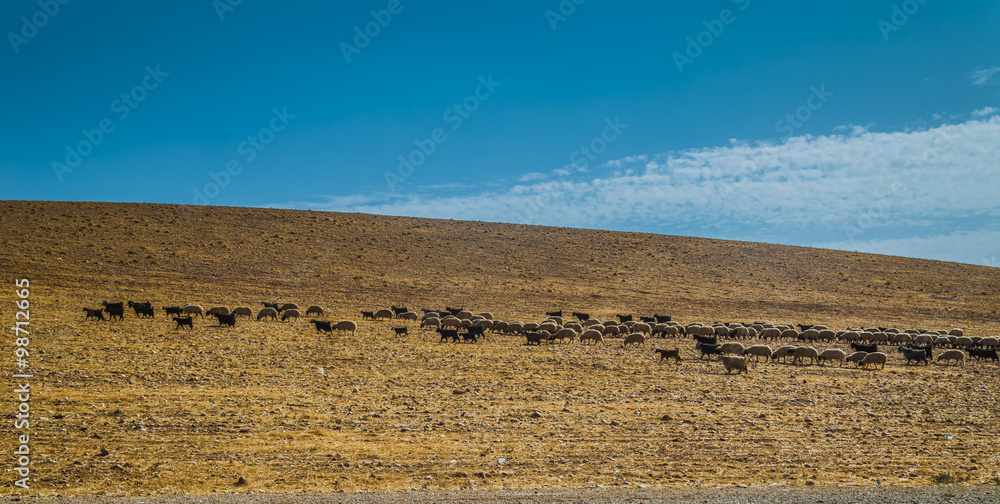 Obraz premium Bunch of sheep in Iraqi mountain during summer season