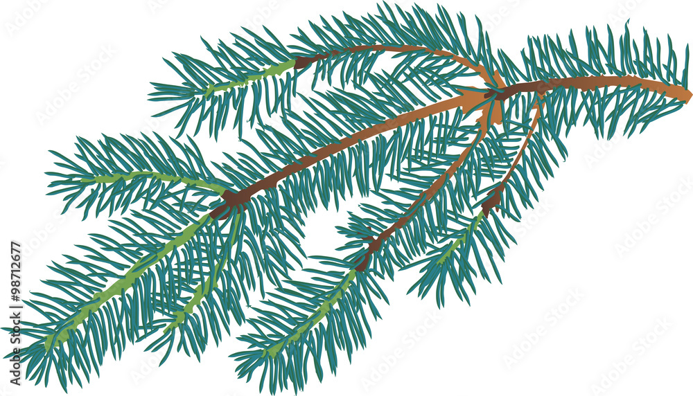small blue fir branch isolated illustration small blue fir branch isolated illustration