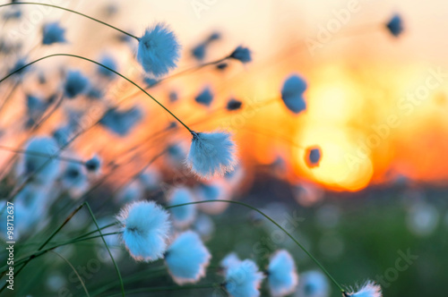 Fototapeta Naklejka Na Ścianę i Meble -  Cotton grass on a background of the sunset sky