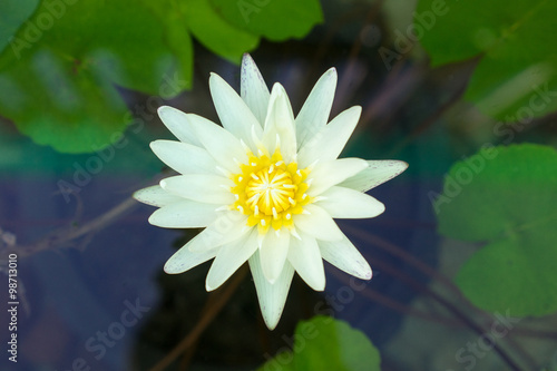 White lotus in river