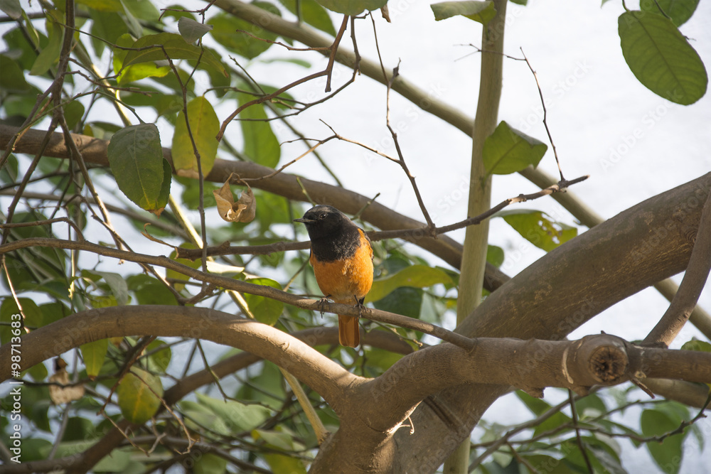 A Redstart on the Branch of a Lemon Tree in Chandigarh, India A Redstart on the Branch of a Lemon Tree in Chandigarh, India