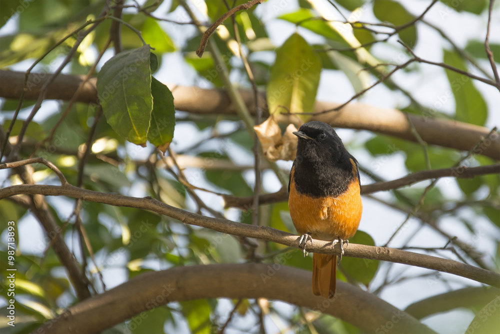 A Redstart on the Branch of a Lemon Tree in Chandigarh, India