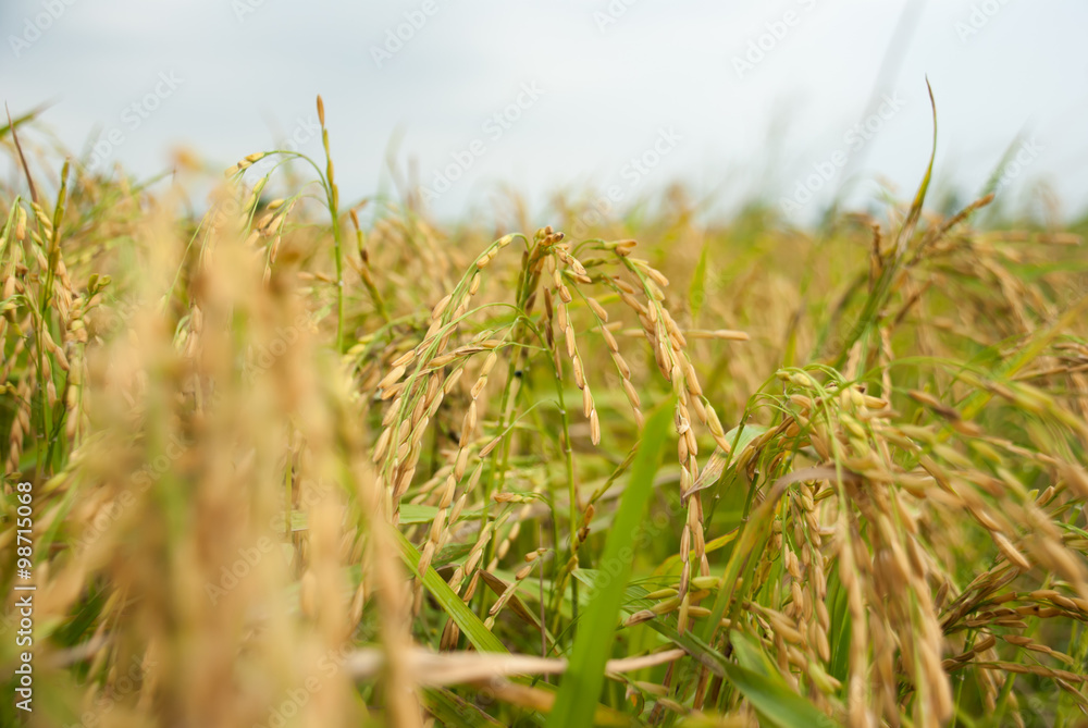 Fototapeta premium The paddy rice close up and green background