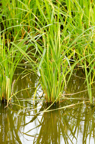 The paddy rice close up and green background