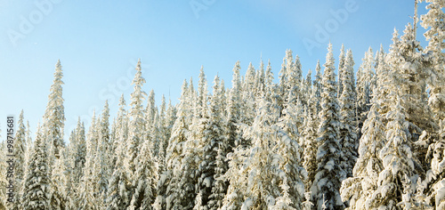 Snow Covered Trees in Forest