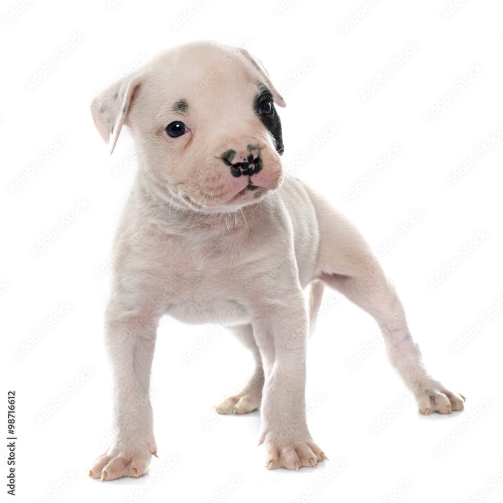 puppy american bulldog puppy american bulldog