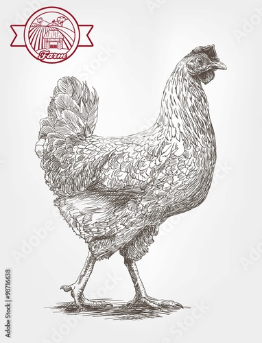 Sketch of brood-hen