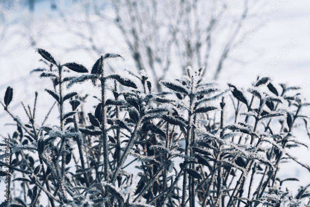 Obraz premium beautiful branch bush leaves in frost on the background of winter forest