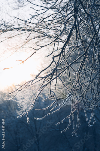 Beautiful tree branches in hoarfrost the winter on a blurred background sun