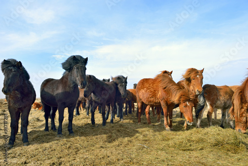 Icelandic horses