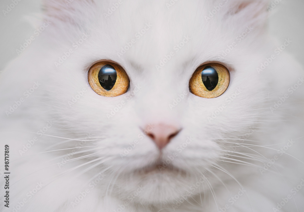 Obraz premium White cat