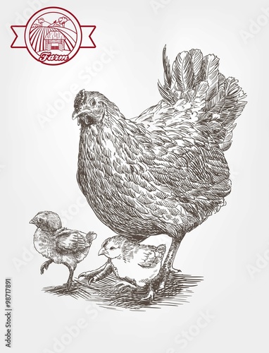 Sketch of brood-hen