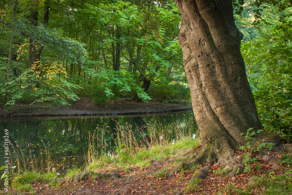 Fototapeta premium Alter Baum in einem Park