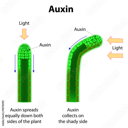 Auxins