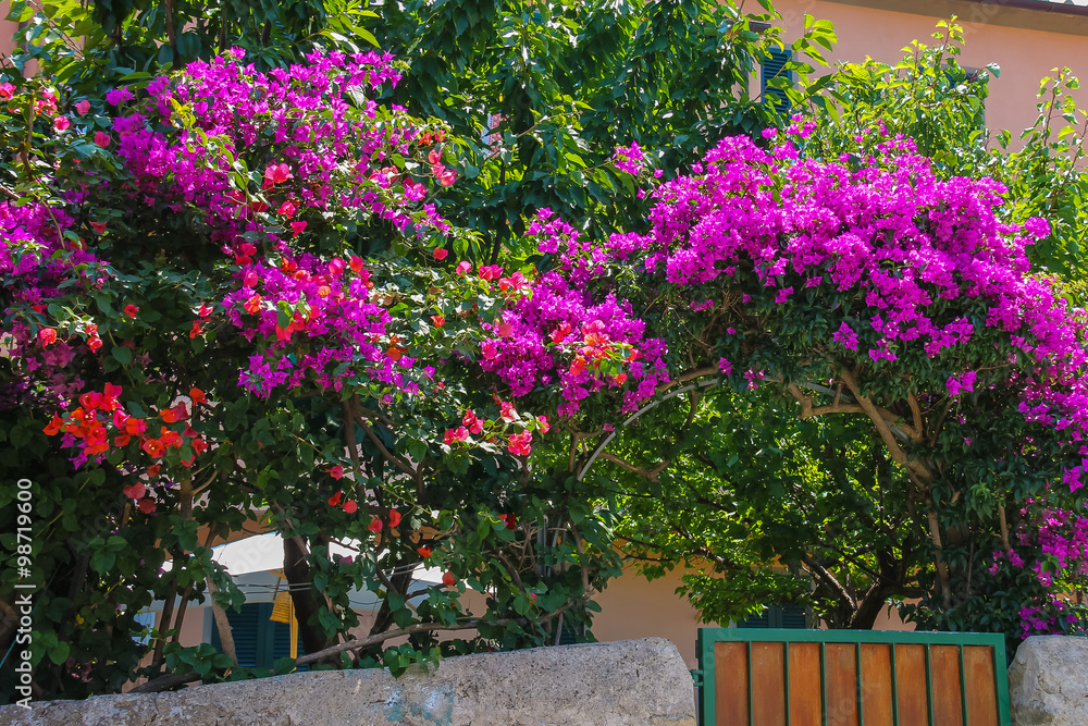 Beautiful blooming bushes near the small house in picturesque It