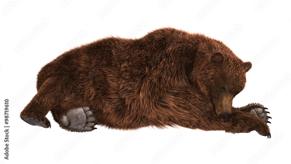 Obraz premium Grizzly Bear on White