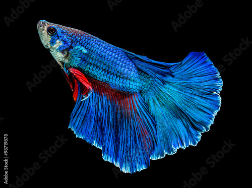 Siamese fighting fish