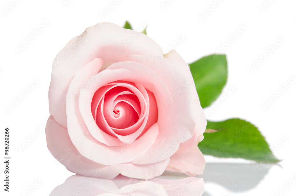 beautiful single pink rose lying down on a white background - obrazy, fototapety, plakaty 