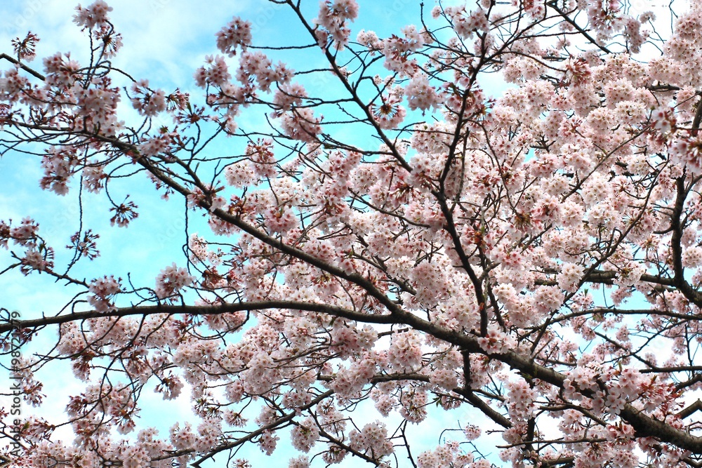 SAKURA IN FUJISAN SENGEN SHRINE ,FUJINOMIYA CITY, JAPAN SAKURA IN FUJISAN SENGEN SHRINE ,FUJINOMIYA CITY, JAPAN