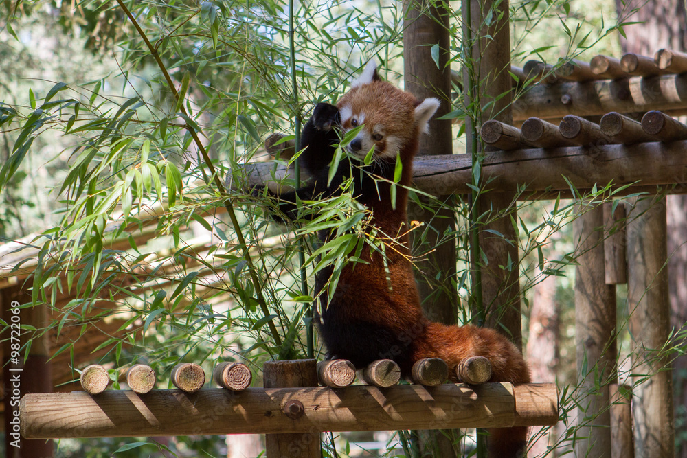 Fototapeta premium Petit panda - Zoo de la Palmyre (Img.9591)