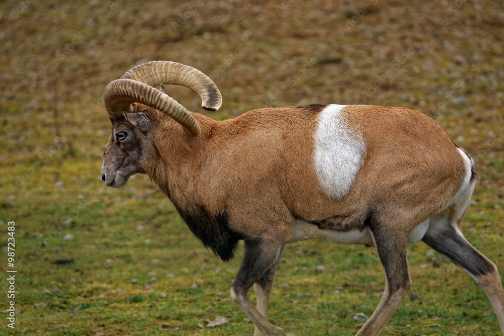 Obraz premium Armenian mouflon